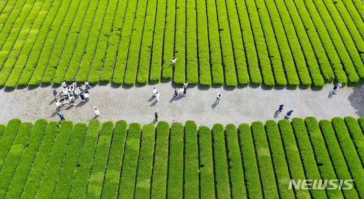 [서귀포=뉴시스] 우장호 기자 = 맑은 날씨를 보인 25일 오전 제주 서귀포시 안덕면 오설록 녹차밭을 찾은 수학여행단과 관광객들이 산책을 하며 즐거운 시간을 보내고 있다. 2024.04.25. woo1223@newsis.com