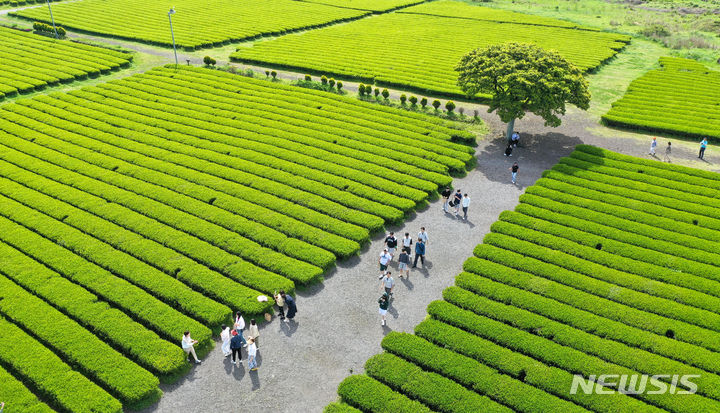[서귀포=뉴시스] 우장호 기자 = 맑은 날씨를 보인 25일 오전 제주 서귀포시 안덕면 오설록 녹차밭을 찾은 수학여행단과 관광객들이 산책을 하며 즐거운 시간을 보내고 있다. 2024.04.25. woo1223@newsis.com