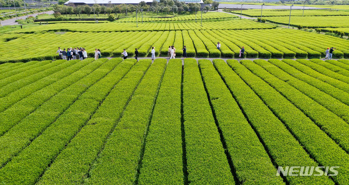 [서귀포=뉴시스] 우장호 기자 = 맑은 날씨를 보인 25일 오전 제주 서귀포시 안덕면 오설록 녹차밭을 찾은 수학여행단과 관광객들이 산책을 하며 즐거운 시간을 보내고 있다. 2024.04.25. woo1223@newsis.com