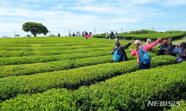 [서귀포=뉴시스] 우장호 기자 = 맑은 날씨를 보인 25일 오전 제주 서귀포시 안덕면 오설록 녹차밭을 찾은 수학여행단과 관광객들이 산책을 하며 즐거운 시간을 보내고 있다. 2024.04.25. woo1223@newsis.com