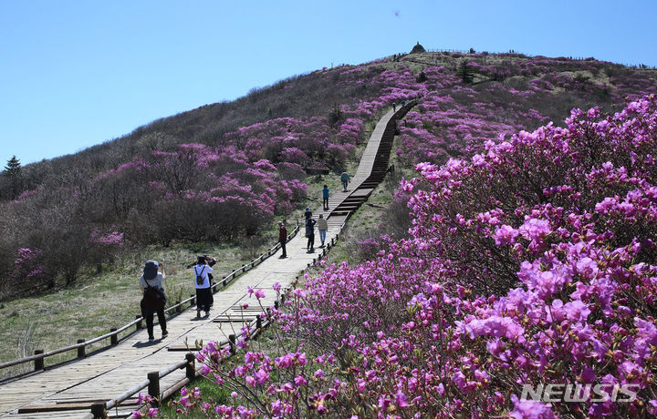 [구례=뉴시스] 전남 구례군 산동면 지리산 노고단(1507m)에 지난 4월25일 진달래가 만개해 장관을 이루고 있다. (사진=구례군 제공) 2024.04.25. photo@newsis.com *재판매 및 DB 금지