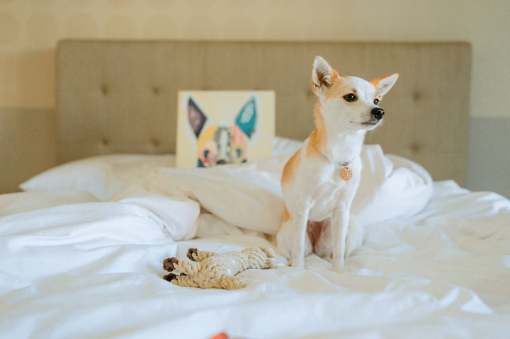 하이원 펫클럽 내 객실 모습.(사진=하이원리조트 제공) *재판매 및 DB 금지