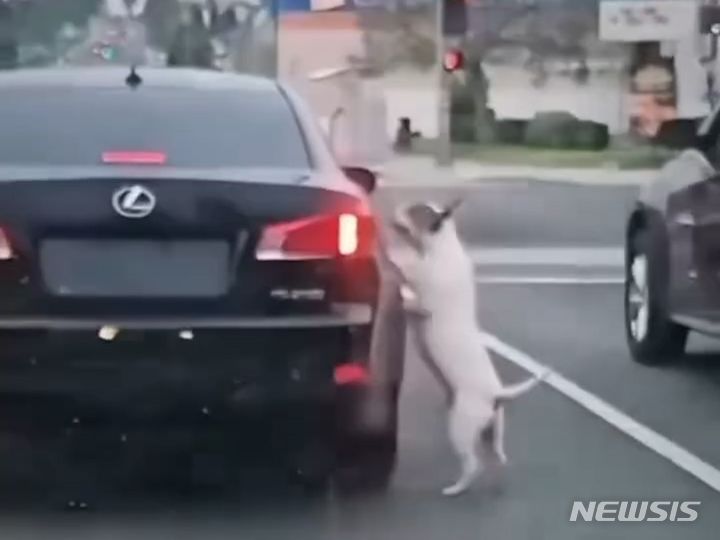 미국의 도로에서 반려견을 버린 주인이 차량을 몰고 떠나버리는 모습이 촬영됐다. 버려진 개는 떠나는 주인의 차를 필사적으로 쫓아갔다. 뒤에서 달리고 있던 배달기사가 찍은 가슴 아픈 영상은 소셜미디어(SNS)를 통해 확산됐다. 출처 : briianna.kc *재판매 및 DB 금지 