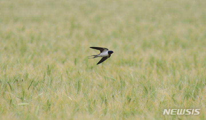 [제주=뉴시스] 우장호 기자 = 약한 비가 내리는 26일 오전 제주시 내도동 인근 보리밭에서 제비가 먹이활동을 하고 있다. 2024.04.26. woo1223@newsis.com