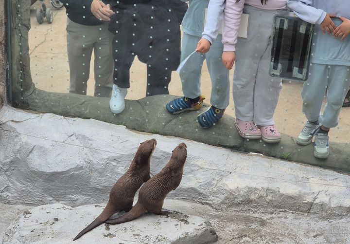 [서울=뉴시스]지난 21일 서울 광진구 어린이대공원에서 전시된 수달을 지켜보던 어린 아이들이 유리벽을 넘어 손을 뻗고 있다. 2024.4.28. dal@newsis.com *재판매 및 DB 금지