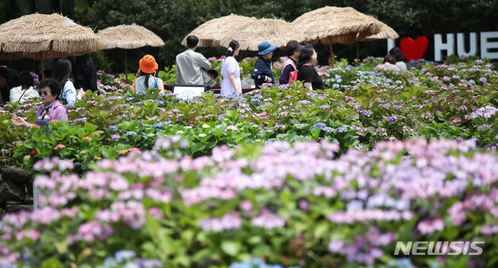 [서귀포=뉴시스] 우장호 기자 = 전국적으로 때 이른 초여름 날씨를 보인 28일 오후 제주 서귀포시 남원읍 휴애리자연생활공원을 찾은 나들이객이 활짝 피어난 수국을 감상하며 즐거운 시간을 보내고 있다. 2024.04.28. woo1223@newsis.com