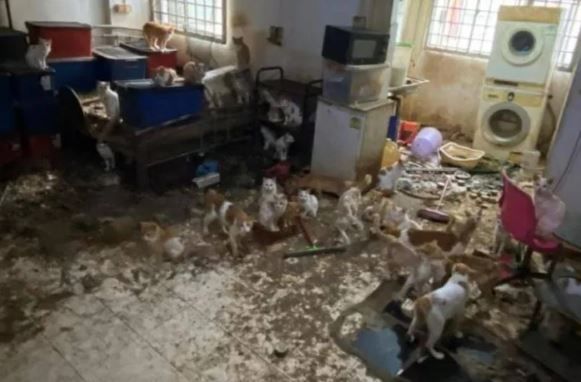 [서울=뉴시스]자신이 살던 아파트에 고양이 43마리를 방치한 싱가포르의 한 남성에게 동물 학대 혐의가 인정돼 실형이 선고됐다.(사진=VN 익스프레스 캡처) *재판매 및 DB 금지