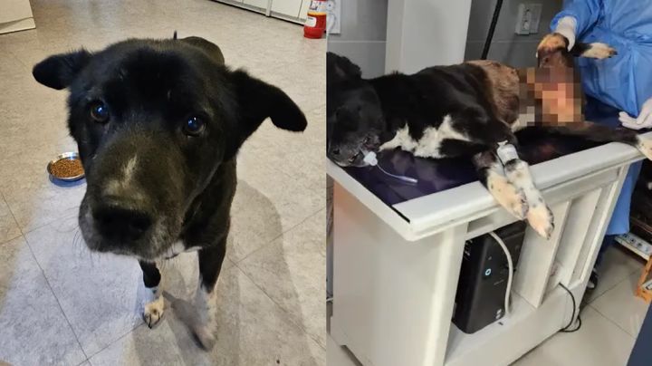 [서울=뉴시스] 유튜브 채널 '그남자의 멍한여행'은 지난 27일 '24년 4월 27일 토요일 밍키소식'이라는 제목의 글을 커뮤니티에 올렸다. (사진= 유튜브 '그남자의 멍한여행' 캡처) 2024.4.29. photo@newsis.com *재판매 및 DB 금지