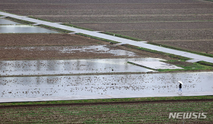 [대구=뉴시스] 이무열 기자 = 비가 내리는 29일 대구 북구 학정동 들녘에서 우산을 쓴 한 시민이 논둑길을 걸어가고 있다. 2024.04.29. lmy@newsis.com