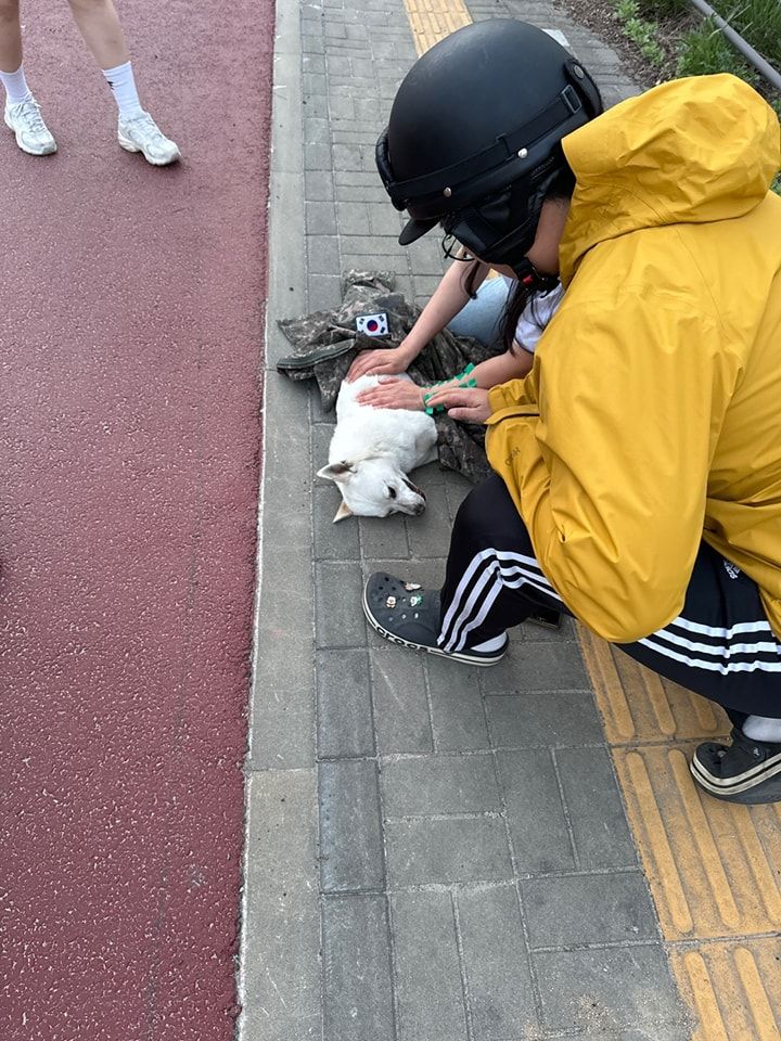 [서울=뉴시스] 705특공연대 2대대 소속 변윤섭 중사가 도로 위에서 사고를 당한 강아지에게 자신의 군복을 덮어준 모습. '육전대' 게시글 캡처. *재판매 및 DB 금지