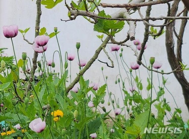 [제주=뉴시스] 나도 양귀비 모습. (사진=뉴시스 DB). photo@newsis.com *재판매 및 DB 금지
