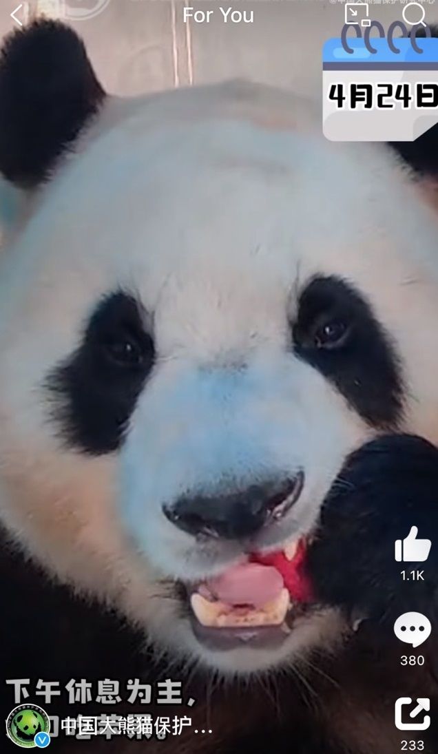 [서울=뉴시스] 1일 중국 자이언트 판다보호연구센터가 공개한 영상을 캡쳐한 사진으로, 쓰촨성 워룽선수핑기지에서 격리 생활 중인 푸바오가 사과를 먹는 모습. <사진출처: 자이언트 판다보호연구센터 웨이보> 2024.05.01