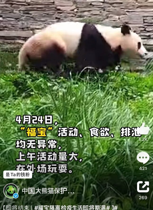 [서울=뉴시스] 1일 중국 자이언트 판다보호연구센터가 공개한 영상을 캡쳐한 사진으로, 쓰촨성 워룽선수핑기지에서 격리 생활 중인 푸바오 실외방사장에서 뛰노는 모습. <사진출처: 자이언트 판다보호연구센터 웨이보> 2024.05.01 