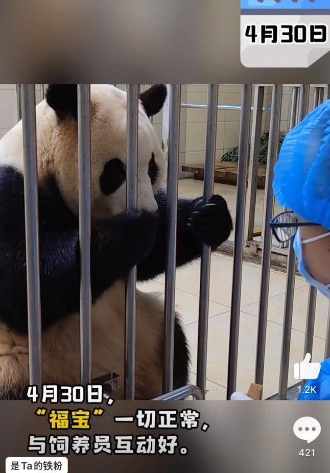 [서울=뉴시스] 1일 중국 자이언트 판다보호연구센터가 공개한 영상을 캡쳐한 사진으로, 쓰촨성 워룽선수핑기지에서 격리 생활 중인 푸바오가 사육사와 상호작용 중인 모습. <사진출처: 자이언트 판다보호연구센터 웨이보> 2024.05.01 