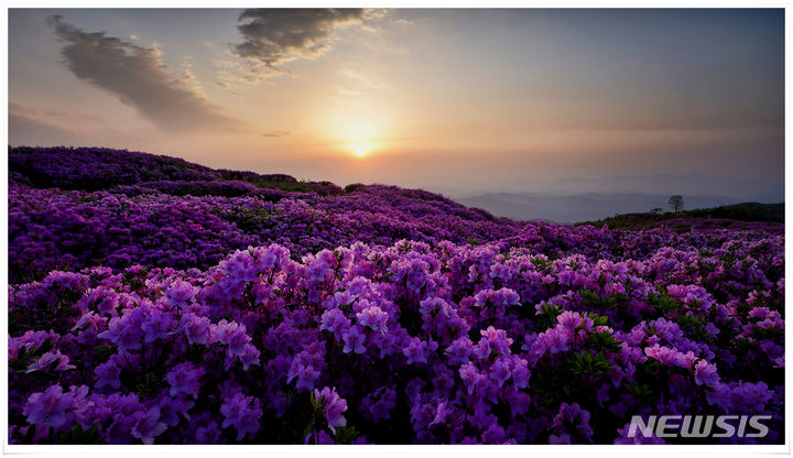 [창원=뉴시스]경남 산청·합천군 경계에 있는 황매산의 철쭉 일출.(사진=경남도 제공) 2024.05.01. photo@newsis.com