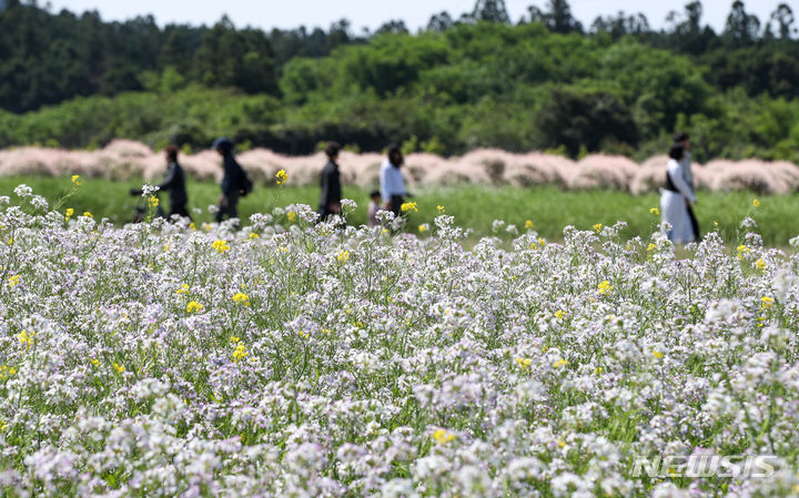[서귀포=뉴시스] 우장호 기자 = 완연한 초여름 날씨를 보인 2일 오전 제주 서귀포시 표선면 보롬왓 농장을 찾은 관광객들이 무꽃과 삼색 버드나무 사잇길을 산책하고 있다. 2024.05.02. woo1223@newsis.com