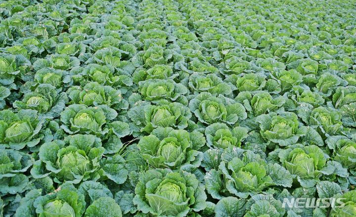 [세종=뉴시스]한국농수산식품유통공사(aT)는 올여름 배추와 무의 수급안정을 위해 2024년 여름작기 채소가격안정지원사업에 참여할 신규사업자를 오는 10일까지 모집한다.(사진=aT 제공)