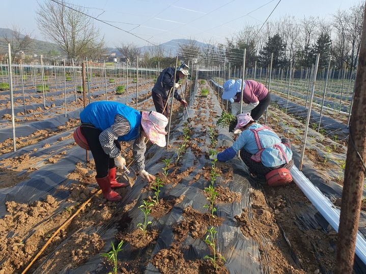 도시농부들이 농가에서 작업하고 있다. (사진=충북도 제공) *재판매 및 DB 금지