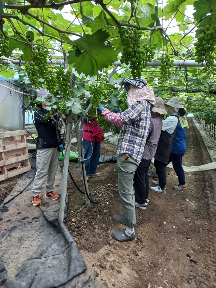 도시농부들이 농가에서 작업하고 있다. (사진=충북도 제공) *재판매 및 DB 금지