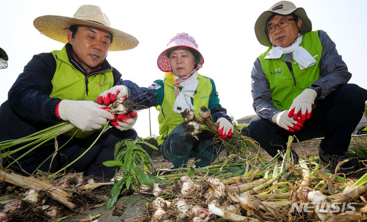 [서귀포=뉴시스] 우장호 기자 = 김애숙(가운데) 제주도 정무부지사가 지난달 7일 오전 제주 서귀포시 대정읍 하모리 인근 마늘밭에서 농촌 일손돕기 봉사활동을 하던 중 벌마늘 피해 상황을 확인하고 있다. 벌마늘은 마늘 줄기가 생장을 멈추지 않는 이른바 '2차 생장'으로 쪽 개수가 상품보다 두배 가량 많아지는 현상이다. 2024.05.07. woo1223@newsis.com