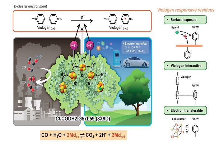 [울산=뉴시스] 일산화탄소 전환효소의 전자전달 핵심부위 및 폐가스 정화기술 전체 모식도(UNIST 제공) *재판매 및 DB 금지