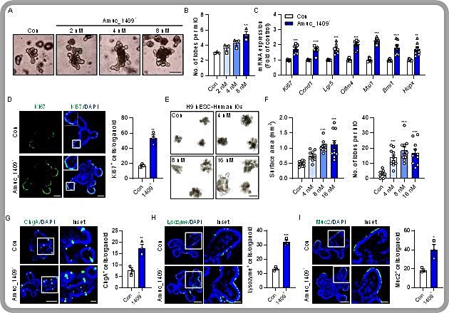 [대전=뉴시스] Amuc 1409의 인간과 마우스 유래 장 오가노이드 분화 조절효과 모식도. 생명연구원이 Amuc 1409가 인간과 마우스 유래 장 오가노이드의 장 줄기세포 증식과 장 상피세포로의 발생 및 분화를 증가시키는 것을 확인했다.(사진=생명연구원 제공) *재판매 및 DB 금지