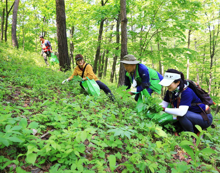 일월산에서 산나물 채취 체험을 하고 있다. (사진=영양군 제공) *재판매 및 DB 금지