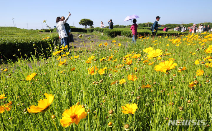 [서귀포=뉴시스] 우장호 기자 = 맑은 날씨를 보인 9일 오전 제주 서귀포시 안덕면 오설록 녹차밭 인근에 큰금계국이 피어나 시선을 끌고 있다. 2024.05.09. woo1223@newsis.com