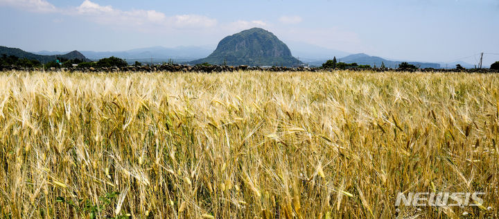[서귀포=뉴시스] 우장호 기자 = 사진은 지난해 5월 9일 제주 서귀포시 대정읍 인근 농지에 누런색으로 변한 보리가 익어가고 있는 모습. 2024.05.09. woo1223@newsis.com