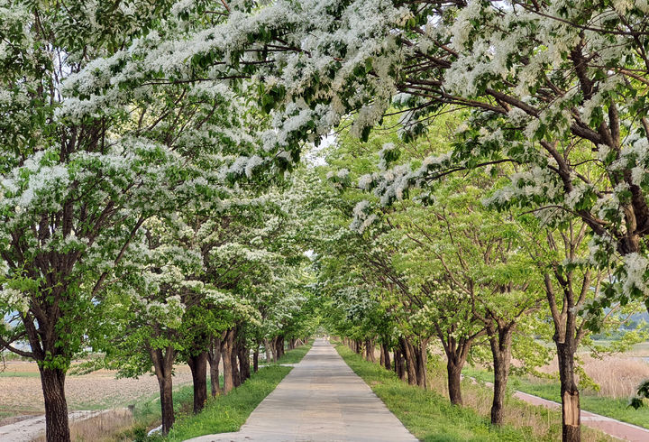 [대전=뉴시스] 충북 진천군 진천읍 이팝나무 가로수길 *재판매 및 DB 금지