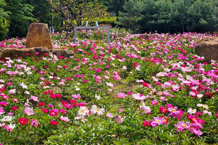 [창녕=뉴시스] 9일 오후 경남 창녕군 영산면 함박공원에 만개한 함박(작약)꽃이 탐방객들을 유혹하고 있다. (사진=창녕군 제공) 2024.05.10. photo@newsis.com *재판매 및 DB 금지