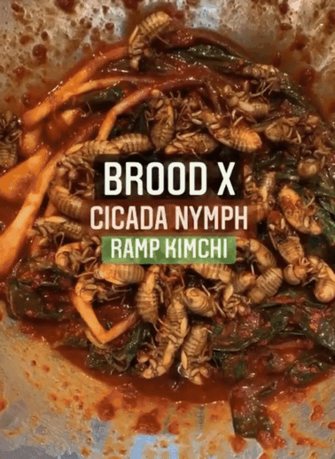 [서울=뉴시스] 미국에서 1조마리에 달하는 매미 떼가 나타날 것이라고 예고되자 매미를 이용한 요리가 주목받고 있다(사진= 브루클린 벅스 틱톡 갈무리) *재판매 및 DB 금지 *재판매 및 DB 금지