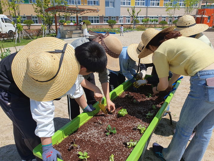 [밀양=뉴시스] 밀양아리솔학교 2, 3학년 중학생을 대상으로 모두의 치유농업 행복한 텃밭생활 프로그램을 진행하고 있다. (사진=밀양시 제공) 2024.05.10. photo@newsis.com *재판매 및 DB 금지