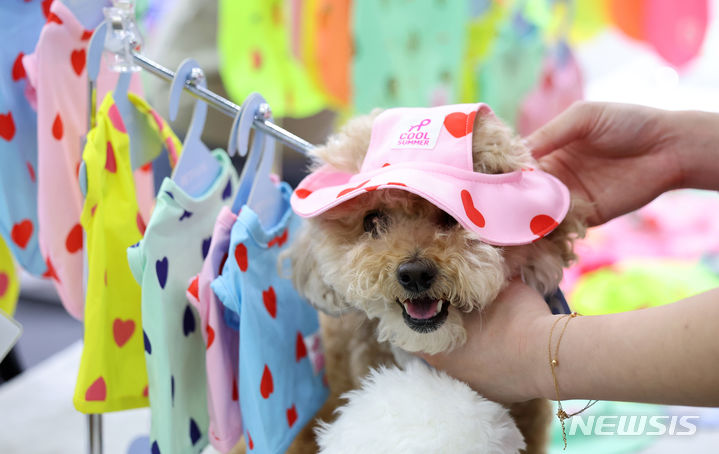 [대구=뉴시스] 대구 북구 엑스코에서 열린 제21회 대구 펫&캣쇼에서 반려견이 모자를 써보고 있다. 뉴시스DB. 2025.05.18. photo@newsis.com