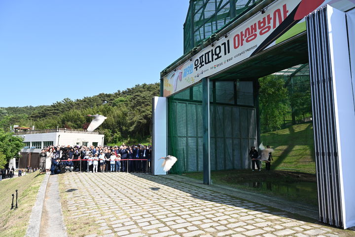 [창녕=뉴시스] 창녕군이 제9회 우포따오기 야생 방사를 하고 있다. (사진=창녕군 제공) 2024.05.11. photo@newsis.com *재판매 및 DB 금지