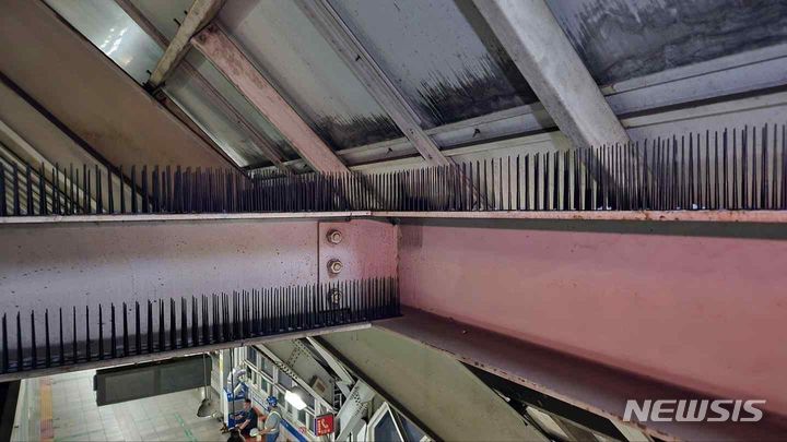 [서울=뉴시스]버드 스파이크. (사진=서울교통공사 제공) 2024.05.13. photo@newsis.com 