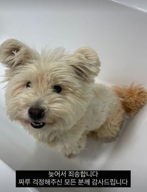 [서울=뉴시스] 유튜버 짜루캠핑이 SNS에 반려견 짜루가 무사히 돌아왔다고 올렸다 (사진=짜루캠핑 인스타그램 캡처) 2024.5.13. photo@newsis.com *재판매 및 DB 금지 *재판매 및 DB 금지