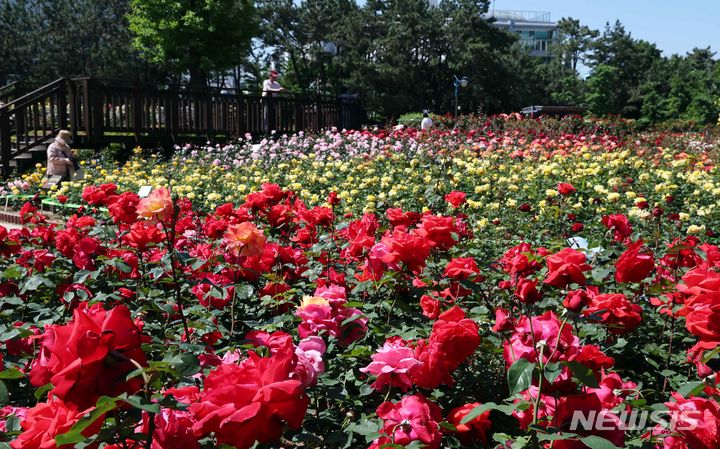 [부산=뉴시스] 하경민 기자 = 13일 부산 북구 화명동 장미원에서 시민들이 활짝 핀 장미를 배경으로 사진을 찍으며 나들이를 즐기고 있다. 이 장미원에는 1만8950㎡ 부지에 49종의 장미 1만2860주가 심어져 있다. 2024.05.13. yulnetphoto@newsis.com