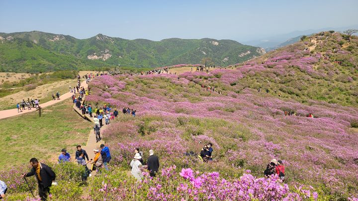 [합천=뉴시스] 합천군청 제28회 황매산 철쭉제 행사 *재판매 및 DB 금지 *재판매 및 DB 금지