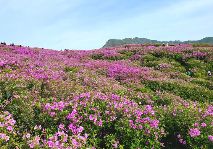 [합천=뉴시스] 합천군청 제28회 황매산 철쭉제 행사 *재판매 및 DB 금지 *재판매 및 DB 금지