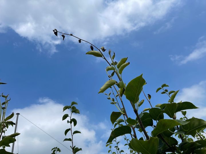 [천안=뉴시스] 충남 천안에서 올해 첫 과수화상병이 발병했다. 사진은 과수화상병에 걸린 배나무. 사진=천안시 성환읍 배농가 제공 *재판매 및 DB 금지