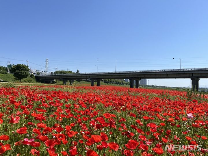 나주 영산강변이 화려하고 강렬한 붉은 꽃양귀비 물결로 넘실대고 있다. (사진=나주시 제공) photo@newsis.com