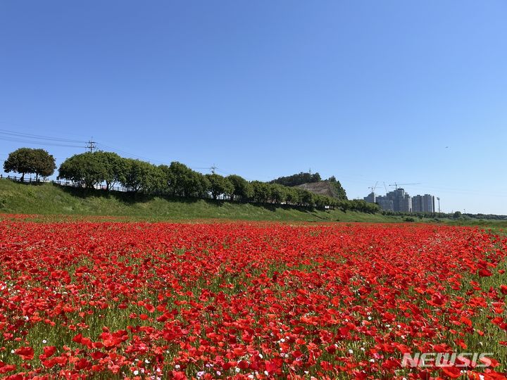 나주 영산강변이 화려하고 강렬한 붉은 꽃양귀비 물결로 넘실대고 있다. (사진=나주시 제공) photo@newsis.com