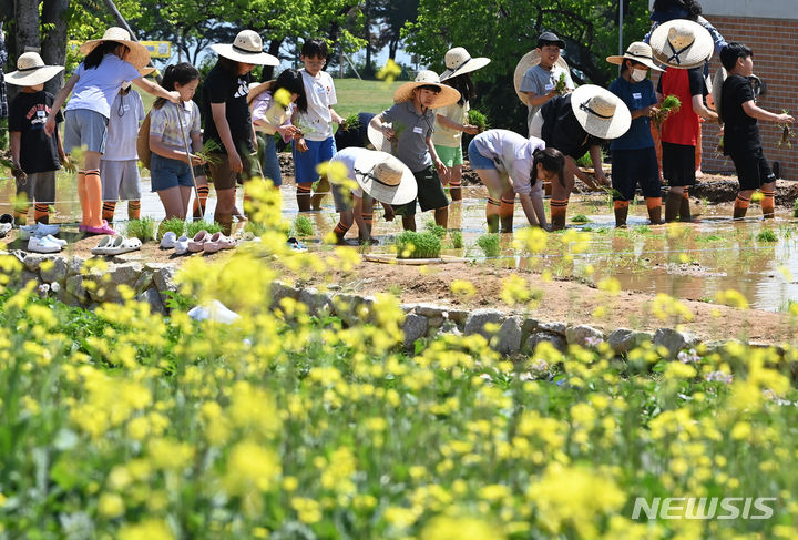 [수원=뉴시스] 김종택기자 = 사진은 지난해 5월 14일 경기도 수원시 권선구 국립농업박물관 다랑이 논에서 어린이들이 못줄을 사용한 손모내기 체험을 하고 있는 모습. 2024.05.14. jtk@newsis.com