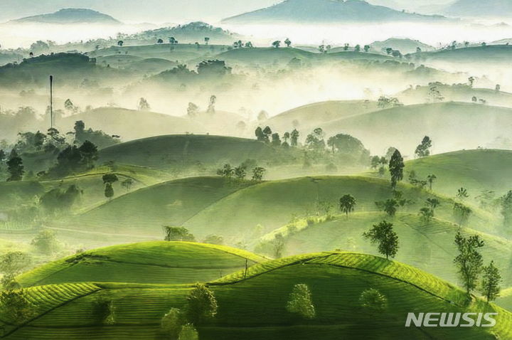 [여주=뉴시스] 고미선 '롱콕녹차밭'