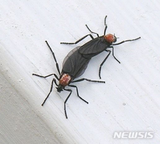 [용인=뉴시스] 인체에는 무해하지만 주요 민원으로 꼽히는 '러브버그(검털파리)'(용인시 제공)