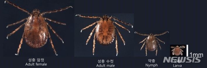 [안산=뉴시스] 참진드기 모습(사진=안산시 제공)2024.05.17.photo@newsis.com