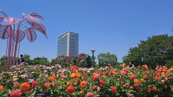 [광주=뉴시스] 광주시청 장미원 장미 107종 만개. (사진=광주시청 제공). photo@newsis.com *재판매 및 DB 금지