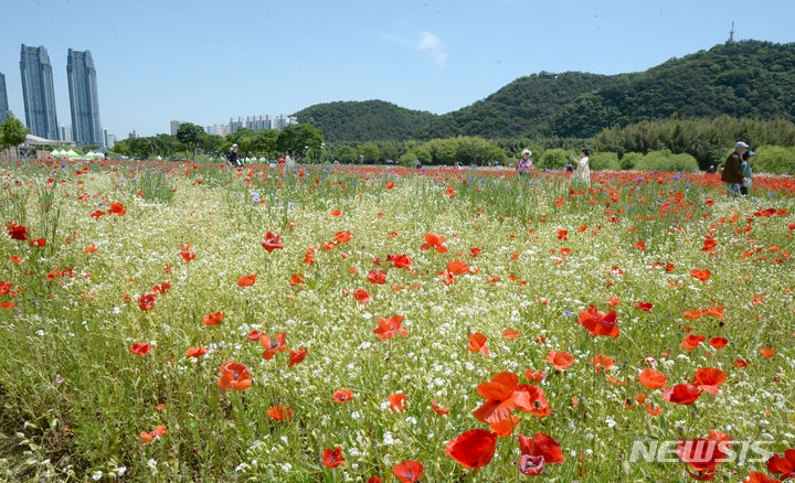 [울산=뉴시스] 배병수 기자 = 태화강 국가정원 봄꽃축제가 17일 울산 중구 태화강 국가정원 왕버들마당 인근에서 열리고 있다. 2024.05.17. bbs@newsis.com