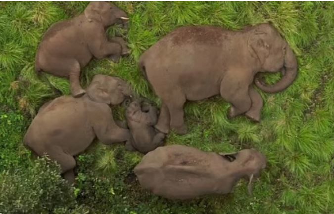 [서울=뉴시스]인도 지역에서 촬영된 잠자는 코끼리 가족의 모습이 화제가 되고 있다. (사진=데일리메일 캡처) *재판매 및 DB 금지